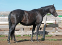 (Kelly) FQHR Little Gal